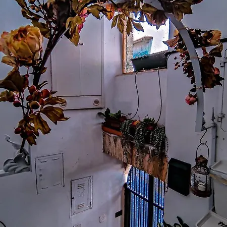 Bird House *